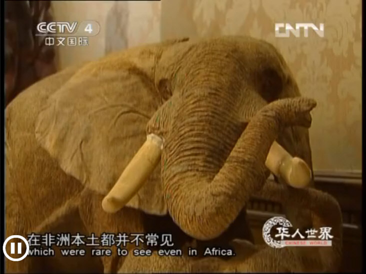 非洲木雕与收藏家赵宝培的故事[华人世界-视频]1